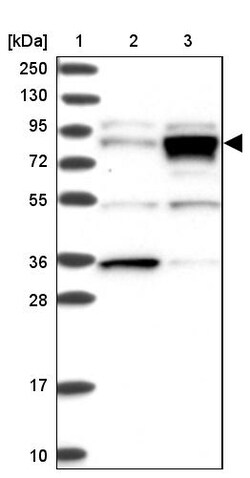 Invitrogen RHAMM Polyclonal Antibody 100 &mu;L | Buy Online | Invitrogen&trade; | Fisher Scientific