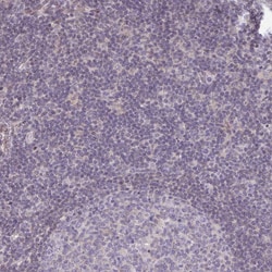 Invitrogen Glypican 5 Polyclonal Antibody 100 &mu;L; Unconjugated:Antibodies,