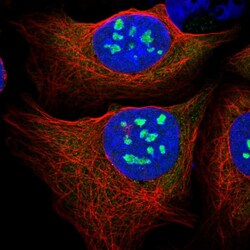 Invitrogen PES1 Polyclonal Antibody 100 &mu;L; Unconjugated:Antibodies,