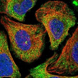 HGF Polyclonal Antibody, Invitrogen 100 &mu;L; Unconjugated:Antikörper