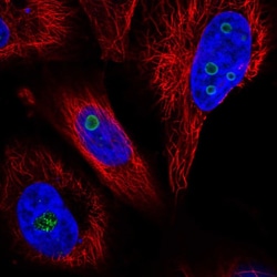 Invitrogen WDR82 Polyclonal Antibody 100 &mu;L; Unconjugated:Antibodies,