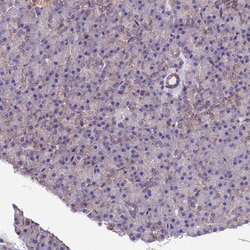Invitrogen PMCA4 ATPase Polyclonal Antibody 100 &mu;L; Unconjugated:Antibodies,