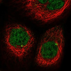 Invitrogen CDKL2 Polyclonal Antibody 100 &mu;L; Unconjugated:Antibodies,