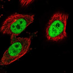 Invitrogen LEO1 Polyclonal Antibody 100 &mu;L; Unconjugated:Antibodies,