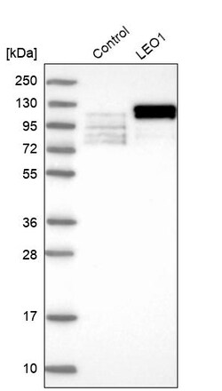 Invitrogen LEO1 Polyclonal Antibody 100 &mu;L | Buy Online | Invitrogen&trade; | Fisher Scientific