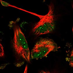 Invitrogen Bora Polyclonal Antibody 100 &mu;L; Unconjugated:Antibodies,