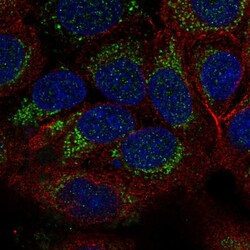 Invitrogen TID1 Polyclonal Antibody 100 &mu;L; Unconjugated:Antibodies,