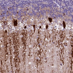 Invitrogen ARHGEF33 Polyclonal Antibody 100 &mu;L; Unconjugated:Antibodies,