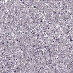 Invitrogen FTO Polyclonal Antibody 100 &mu;L; Unconjugated:Antibodies,