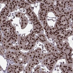 Invitrogen FTO Polyclonal Antibody 100 &mu;L; Unconjugated:Antibodies,
