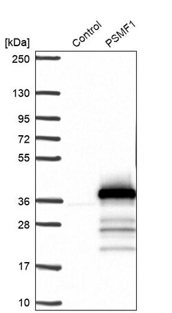 Invitrogen PSMF1 Polyclonal Antibody 100 &mu;L; Unconjugated:Antibodies,