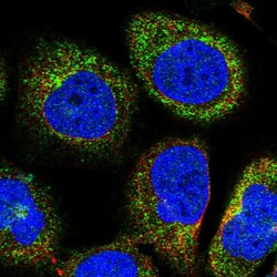 Invitrogen ORP2 Polyclonal Antibody 100 &mu;L; Unconjugated:Antibodies,