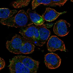 Invitrogen CRYGD Polyclonal Antibody 100 &mu;L; Unconjugated:Antibodies,