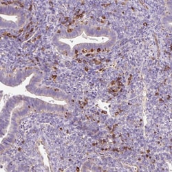 Invitrogen CD83 Polyclonal Antibody 100 &mu;L; Unconjugated:Antibodies,