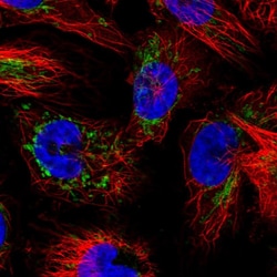 Invitrogen IDH3A Polyclonal Antibody 100 &mu;L; Unconjugated:Antibodies,