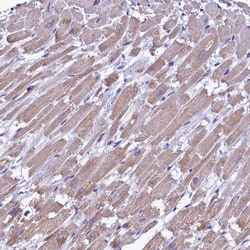 Invitrogen IDH3A Polyclonal Antibody 100 &mu;L; Unconjugated:Antibodies,