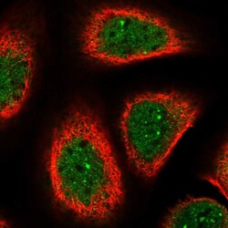 Invitrogen SUGP2 Polyclonal Antibody 100 &mu;L; Unconjugated:Antibodies,