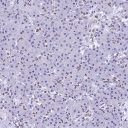Invitrogen SUGP2 Polyclonal Antibody 100 &mu;L; Unconjugated:Antibodies,