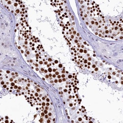 Invitrogen SUGP2 Polyclonal Antibody 100 &mu;L; Unconjugated:Antibodies,