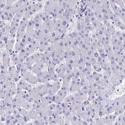 Invitrogen Septin 1 Polyclonal Antibody 100 &mu;L; Unconjugated:Antibodies,