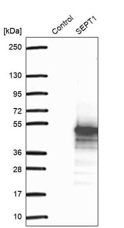 Invitrogen Septin 1 Polyclonal Antibody 100 &mu;L; Unconjugated:Antibodies,