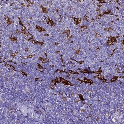 Invitrogen Ferritin Light Chain Polyclonal Antibody 100 &mu;L; Unconjugated:Antibodies,
