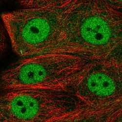 Invitrogen FCHO1 Polyclonal Antibody 100 &mu;L; Unconjugated:Antibodies,
