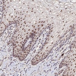 Invitrogen PAF49 Polyclonal Antibody 100 &mu;L; Unconjugated:Antibodies,