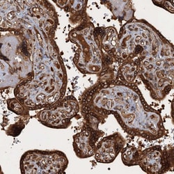 Invitrogen GLE1 Polyclonal Antibody 100 &mu;L; Unconjugated:Antibodies,