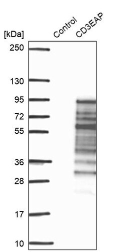 Invitrogen PAF49 Polyclonal Antibody 100 &mu;L; Unconjugated:Antibodies,