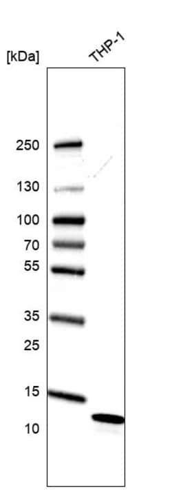 Invitrogen TYROBP Polyclonal Antibody 100 &mu;L | Buy Online | Invitrogen&trade; | Fisher Scientific