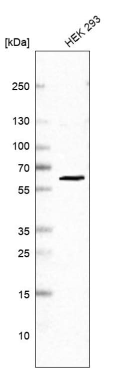 Invitrogen PRPF31 Polyclonal Antibody 100 &mu;L; Unconjugated:Antibodies,
