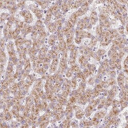 Invitrogen EHHADH Polyclonal Antibody 100 &mu;L; Unconjugated:Antibodies,