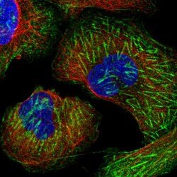 Invitrogen LRRFIP2 Polyclonal Antibody 100 &mu;L; Unconjugated:Antibodies,