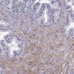 Invitrogen PDZRN4 Polyclonal Antibody 100 &mu;L; Unconjugated:Antibodies,