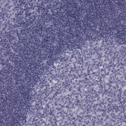 Invitrogen PDZRN4 Polyclonal Antibody 100 &mu;L; Unconjugated:Antibodies,