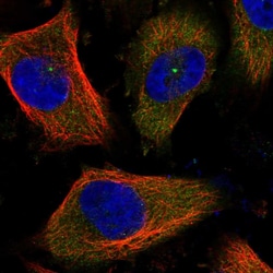 Invitrogen CEP170 Polyclonal Antibody 100 &mu;L; Unconjugated:Antibodies,