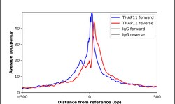 Invitrogen THAP11 Polyclonal Antibody 100 &mu;L | Buy Online | Invitrogen&trade; | Fisher Scientific