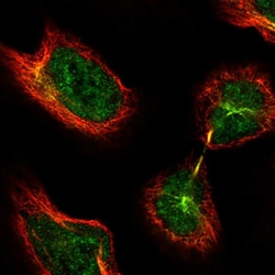 Invitrogen THAP11 Polyclonal Antibody 100 &mu;L; Unconjugated:Antibodies,