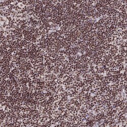 Invitrogen THAP11 Polyclonal Antibody 100 &mu;L; Unconjugated:Antibodies,