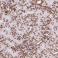 Invitrogen HIST1H2BD Polyclonal Antibody 100 &mu;L; Unconjugated:Antibodies,