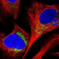 Invitrogen C18orf63 Polyclonal Antibody 100 &mu;L; Unconjugated:Antibodies,