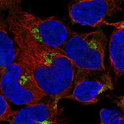 Invitrogen PODXL2 Polyclonal Antibody 100 &mu;L; Unconjugated:Antibodies,
