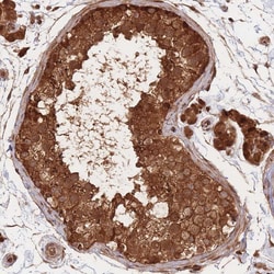 Invitrogen PODXL2 Polyclonal Antibody 100 &mu;L; Unconjugated:Antibodies,