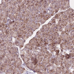 Invitrogen NDUFA9 Polyclonal Antibody 100 &mu;L; Unconjugated:Antibodies,