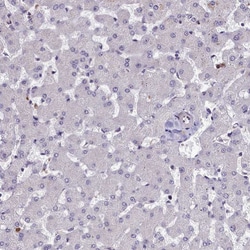 Invitrogen p130Cas Polyclonal Antibody 100 &mu;L; Unconjugated:Antibodies,