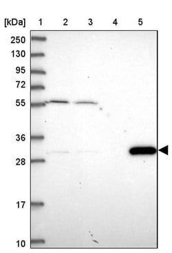 MRG15 Polyclonal Antibody, Invitrogen 100 &mu;L; Unconjugated:Antibodies,