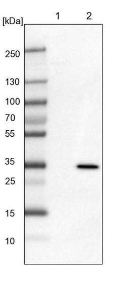 MRG15 Polyclonal Antibody, Invitrogen 100 &mu;L; Unconjugated:Antibodies,