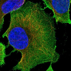 Invitrogen PLD1 Polyclonal Antibody 100 &mu;L; Unconjugated:Antibodies,
