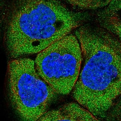 Invitrogen NCBP1 Polyclonal Antibody 100 &mu;L; Unconjugated:Antibodies,